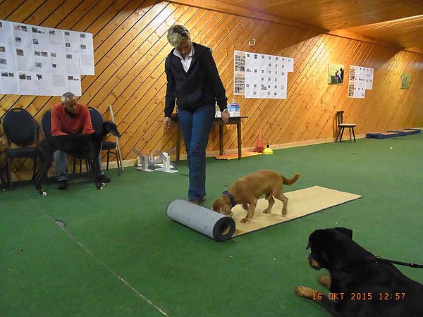 med_Roll out - Odin1.jpg (600 x 450)